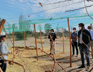 Sernatur Tarapacá otorga «Sello R” a la Ruta del Vino, iniciativa enoturística del proyecto “Vino del Desierto” de la Unap  primera iniciativa en recibir distinción