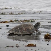 Sernapesca y Parque Safari logran exitosa reinserción de tortuga marina a su hábitat tras rescate y rehabilitación