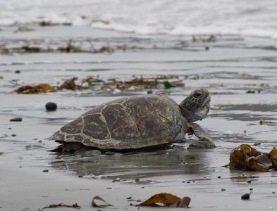 Sernapesca y Parque Safari logran exitosa reinserción de tortuga marina a su hábitat tras rescate y rehabilitación