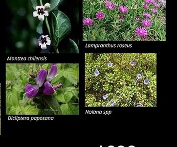 Ante crisis hídrica Proyecto científico desarrollado por especialistas de la UNAP busca solucionar déficit de áreas verdes en norte de Chile