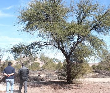 CONAF ejecuta plan de restauración de bosque nativo implementado en Tarapacá, en la Reserva Pampa del Tamarugal