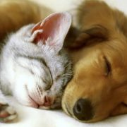 Proponen proyecto de Ley contra faenamiento de mascotas, iniciativa que surge ante denuncias de venta de productos con carne de perros y gatos.