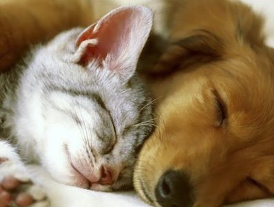 Proponen proyecto de Ley contra faenamiento de mascotas, iniciativa que surge ante denuncias de venta de productos con carne de perros y gatos.