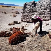 Jauría de perros que cruzó la frontera causan millonarias pérdidas  al atacar a animales de estancieros chilenos 