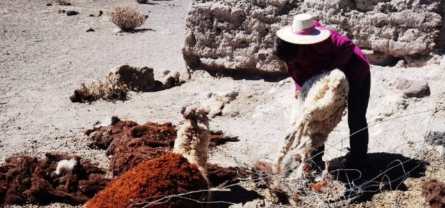 Jauría de perros que cruzó la frontera causan millonarias pérdidas  al atacar a animales de estancieros chilenos 