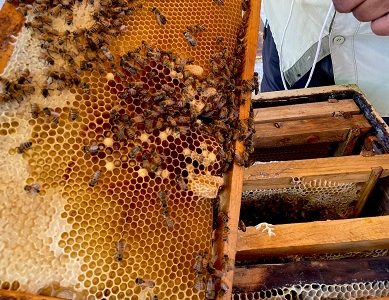 Apicultora cultiva miel en el desierto más árido del mundo. Sus abejas polinizan las especies nativas tamarugos y algarrobos