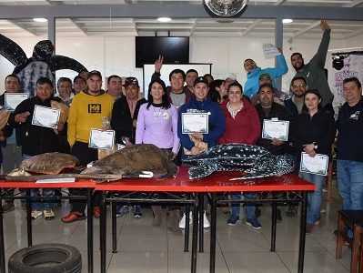 Pescadores artesanales e industriale de Chile, incluyendo Iquique, aprendieron técnicas de manipulación, reanimación y liberación de tortugas marinas