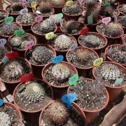 En pleno Desierto de Atacama inauguran el primer centro de cactus tras recuperación de más de 800 ejemplares robados