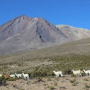 Trabajo y desafíos de la “Red de Ganaderos y Ganaderas de Camélidos Sudamericanos del Territorio Biocultural Andino”,