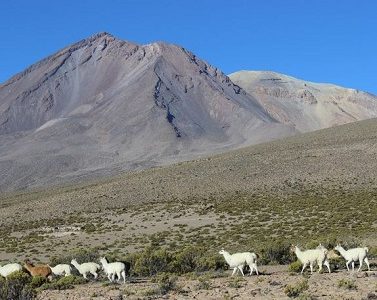 Trabajo y desafíos de la “Red de Ganaderos y Ganaderas de Camélidos Sudamericanos del Territorio Biocultural Andino”,