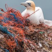 Empresa Blue: En Chile se crea primer interruptor eléctrico sustentable hecho con redes de pesca recicladas