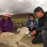 Ganaderos de Colchane acusan millonarias pérdidas por ataques de pumas. Conoce acá el devenir del llamito «Cien lucas»