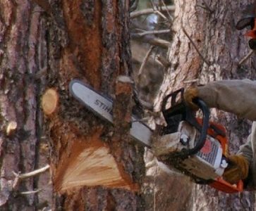 Chile es responsable por violación del derecho a libertad de expresión por penalizar declaraciones contra funcionarios públicos sobre  tala ilegal del alerce