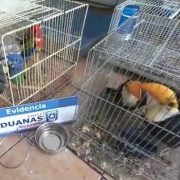 En Avanzada de El Loa y ocultas en portamaletas, Aduanas descubre más de una veintena de aves exóticas