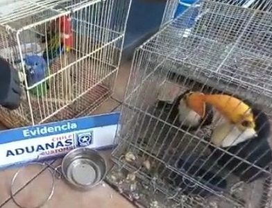 En Avanzada de El Loa y ocultas en portamaletas, Aduanas descubre más de una veintena de aves exóticas