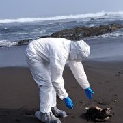 SERNAPESCA entrega reporte de animales marinos varados muertos por situación de Influenza Aviar