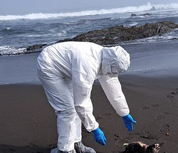 SERNAPESCA entrega reporte de animales marinos varados muertos por situación de Influenza Aviar