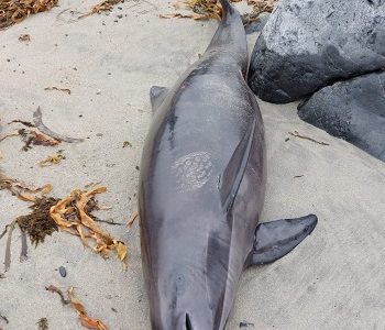 Sernapesca: Se amplían especies marinas afectadas por influenza aviar, sumado 2.740 ejemplares afectados