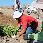 Parque Urbano Santa Rosa incorpora más vegetación en pleno desierto e incentiva a vecinos sobre importancia del cuidado del medio ambiente