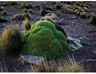 Autor iquiqueño lanza libro de fotografías, que conversan con la naturaleza y la historia en una amalgama de metáforas