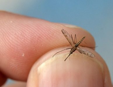 Control Químico Preventivo en poblado de Tarapacá, realiza Seremi de Salud previo a fiesta, por presencia de mosquito transmisor de la malaria
