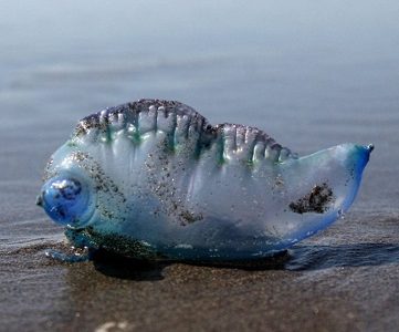 Autoridad Sanitaria reitera el cierre para el baño y actividad recreativa en playa Cavancha por  presencia de la Fragata Portuguesa