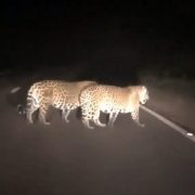 Municipio de Colchane rectifica información y señala que avistamiento de jaguares sería en otro país