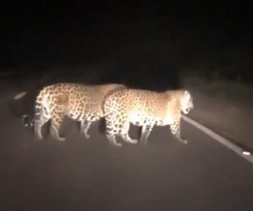 Municipio de Colchane rectifica información y señala que avistamiento de jaguares sería en otro país