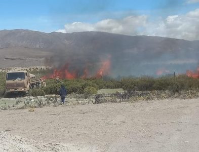 Ordenan reforestar superficie afectada por quema ilegal en Cariquima, ante comisión de delito de incendio de vegetación nativa, denunciado por CONAF