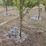 Agricultor de Suca contará con moderno sistema de riego tecnificado con energización fotovoltaica para guayabos