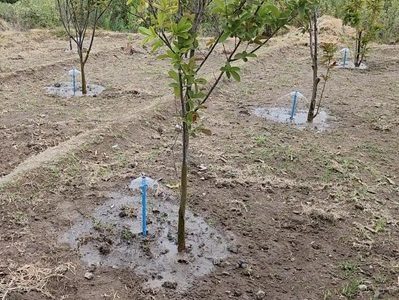 Agricultor de Suca contará con moderno sistema de riego tecnificado con energización fotovoltaica para guayabos