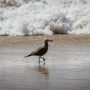 Bienes Nacionales activa su campaña playas: Conoce cuáles son los accesos habilitados en todo el país. En Tarapacá está Playa El Saladero
