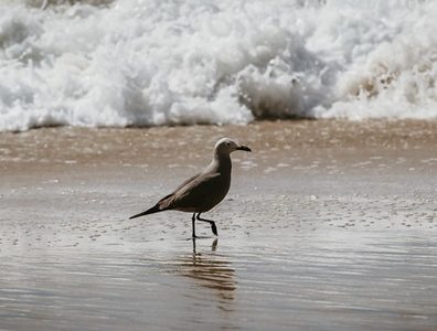 Bienes Nacionales activa su campaña playas: Conoce cuáles son los accesos habilitados en todo el país. En Tarapacá está Playa El Saladero