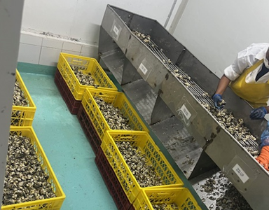 Fiscalización a planta procesadora en Alto Hospicio detectó más de 4 toneladas de caracol locate sin acreditación de origen