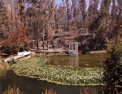 FAO despliega apoyo internacional para restauración del Jardín Botánico de Viña del Mar. Representante en Chile recorrió lugar siniestrado