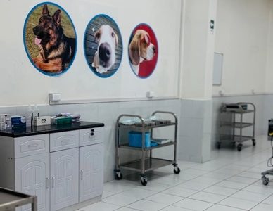 Municipalidad de Iquique ofrece mil cupos para esterilización felina y canina, previa inscripción. Cirugías se realizarán en forma gratuita