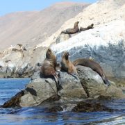 Mar de Pisagua declarado oficialmente Área Marina Costera Protegida. Permitirá  protección del hogar de delfines, ballenas y pingüinos