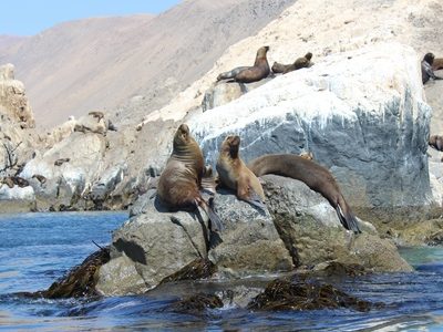 Mar de Pisagua declarado oficialmente Área Marina Costera Protegida. Permitirá  protección del hogar de delfines, ballenas y pingüinos