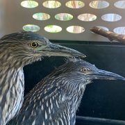 Centro de Rehabilitación de Golondrinas de Mar libera a dos nuevas especies, que se recuperaron durante algunas semanas