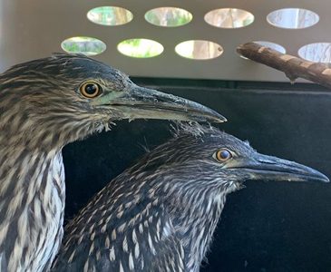 Centro de Rehabilitación de Golondrinas de Mar libera a dos nuevas especies, que se recuperaron durante algunas semanas