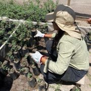 Plantan 48 hectáreas de tamarugos en Reserva Nacional Pampa del Tamarugal. Proyecto busca controlar erosión y mejorar calidad de vida de comunidades.