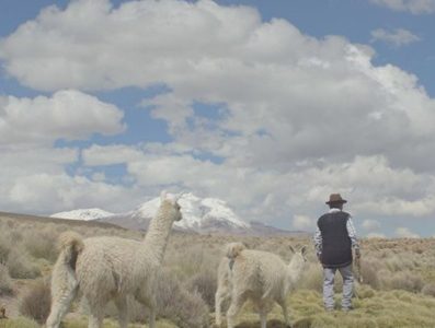 En San Pedro de Atacama se realizará Congreso Internacional de Ganadería Camélida. Organizan ganaderos de Arica, Tarapacá y Antofagasta,