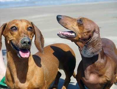 Estiman el número  y gastos económicos  asociados a la tenencia de perros y gatos que poseen las familias de las zonas urbanas de la provincia de Iquique