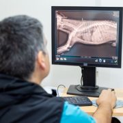 Zoomundo inaugura en Tarapacá, primer tomógrafo para uso exclusivo de animales, ampliando rango para detectar posibles lesiones veterinarias
