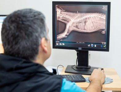 Zoomundo inaugura en Tarapacá, primer tomógrafo para uso exclusivo de animales, ampliando rango para detectar posibles lesiones veterinarias