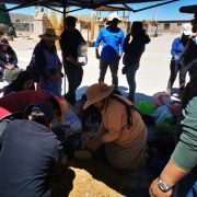 Ganadería camélida y el desafío de los bofedales en el altiplano de Tarapacá por mantener el equilibrio en los ecosistemas andinos y sostener el patrimonio local 