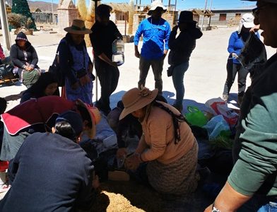 Ganadería camélida y el desafío de los bofedales en el altiplano de Tarapacá por mantener el equilibrio en los ecosistemas andinos y sostener el patrimonio local 