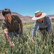 Convocan a Encuentro virtual “Panorama Agroclimático Estacional” sobre precauciones frente a posibles alzas de temperaturas y déficit hídrico