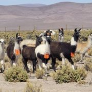 Con innovador invernadero buscan producir forraje para ganado camélido en el altiplano, localidad de Ancovinto