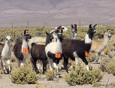 Con innovador invernadero buscan producir forraje para ganado camélido en el altiplano, localidad de Ancovinto